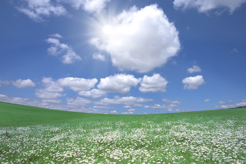 Flower field and blue sky with clouds.