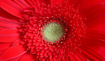 red macro flower