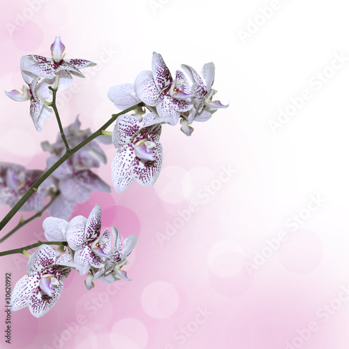 biala-i-purpurowa-orchidea