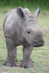 Wall Mural - baby rhinoceros