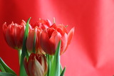 Fototapeta Tulipany - Spring