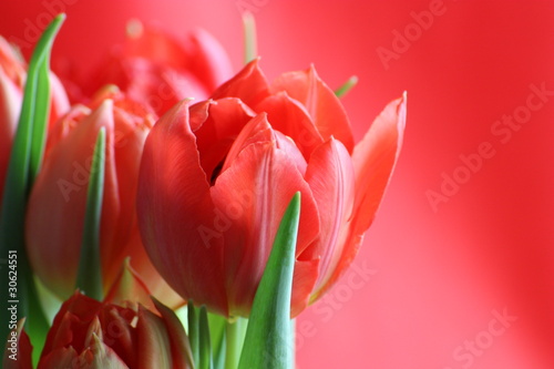 Naklejki tulipany czerwone-tulipany