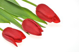 Fototapeta Tulipany - czerwone tulipany na białym tle