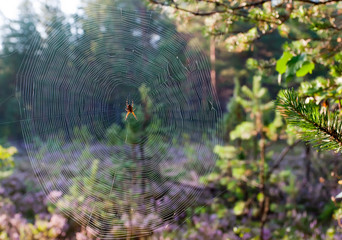 Closeup of a spider web