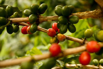 Wall Mural - Coffee plants to mature. Colombia