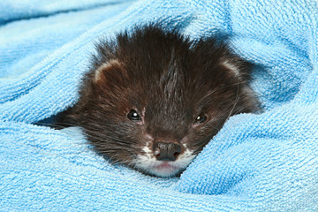 Canvas Print - Ferret sleeps in soft blanket on a white background