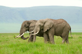 Fototapeta Sawanna - Two african elephants walking in savannah
