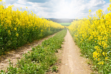 Poster - summer rural landscape with beautiful cloudscape