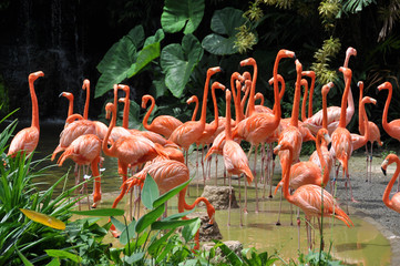 Caribbean flamingos