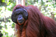 Alpha-male of the Orangutan.