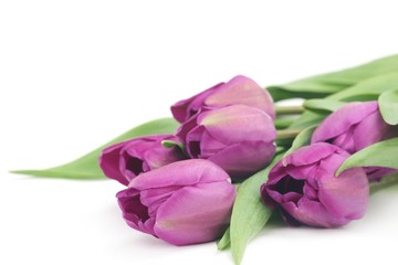 Poster - Purple tulips