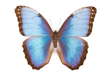 Black And Blue Butterfly Morpho Peleides Isolated