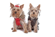 Two Yorkshire Terrier Dogs With Shirts