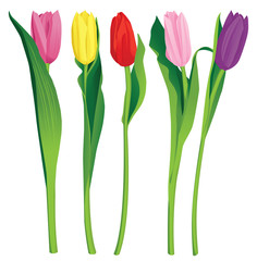 Foto zasłona tulipan ładny roślina