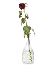 Withered Red Rose In Glass Decanter | Isolated