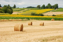Round Straw Bales In Harvested Fields