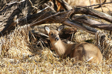 Wall Mural - White-tailed Deer