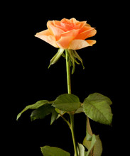 Wet Orange Rose Isolated On Black