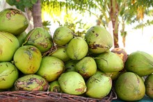 Fresh Tender Coconuts Mound Caribbean Mexico