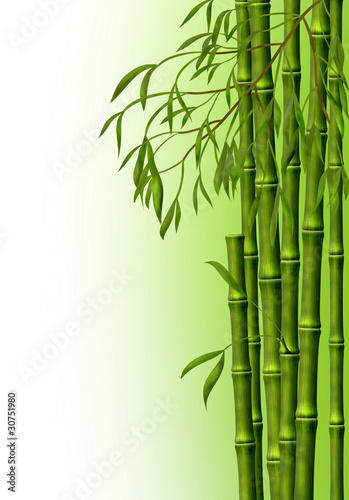 lodygi-bambusa