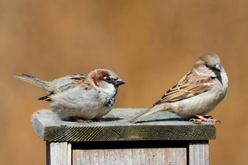 Wall Mural - House Sparrows (Passer domesticus)