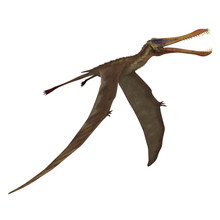 Dinosaur Anhanguera Pterosaur. 3D Rendering With Clipping Path