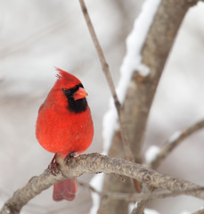 Wall Mural - Northern Cardinal, Cardinalis cardinalis