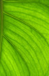 © Gelia - Detailed bright leaf in back-light