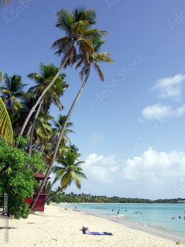 Martinique Sainte Anne Plage Des Salines Buy This