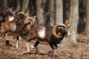 mouflons in european forest