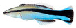 Cleaner Wrasse fish. Labroides Dimidiatus