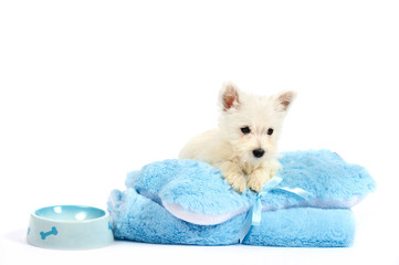 Wall Mural - Funny west-highland terrier puppy on a blue blanket