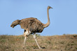 © EcoView - Female ostrich