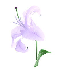 Sticker - Beautiful violet lily