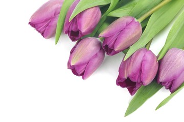 Wall Mural - Purple tulips