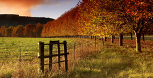 Autumn Trees And Fence