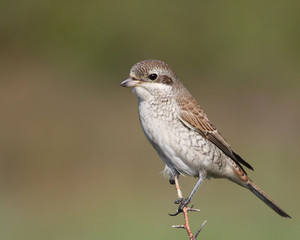 red-backed shrike on a branch