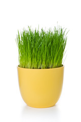 Poster - grass in flowerpot