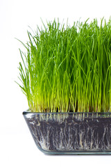 Poster - grass with soil