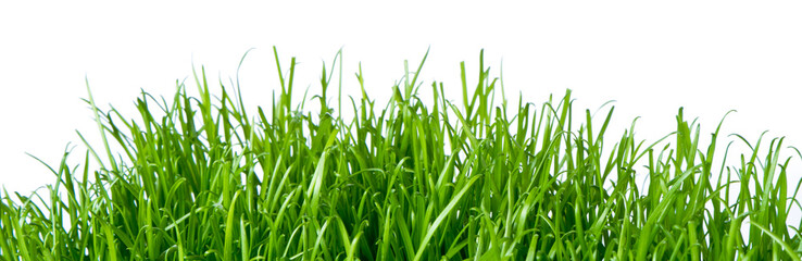 Poster - green grass