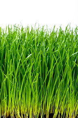 Poster - green grass