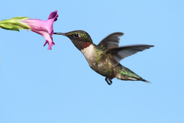 Sticker - Male Ruby-throated Hummingbird (archilochus colubris)