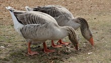 Two Grey Geese Eating Closeup