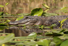 American Alligator - Okefenokee Swamp, Georgia