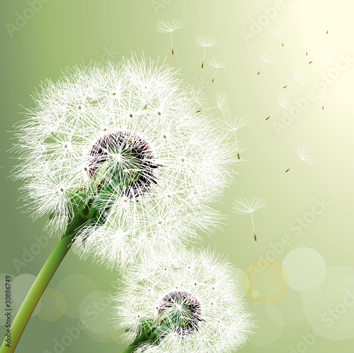 Nowoczesny obraz na płótnie Vector Dandelion