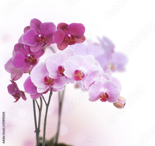 Beautiful Pink Orchid isolated on white