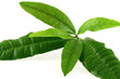 feuilles de quatre-épices, pimenta dioica, plante aromatique
