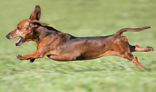 Small Brown Dachshund Runnning At Full Pace On Green Grass