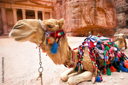 Fotografie, Obraz Bedouin camel rests near the Al Khazneh at Petra, Jordan