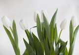Fototapeta Kwiaty - les tulipes blanches